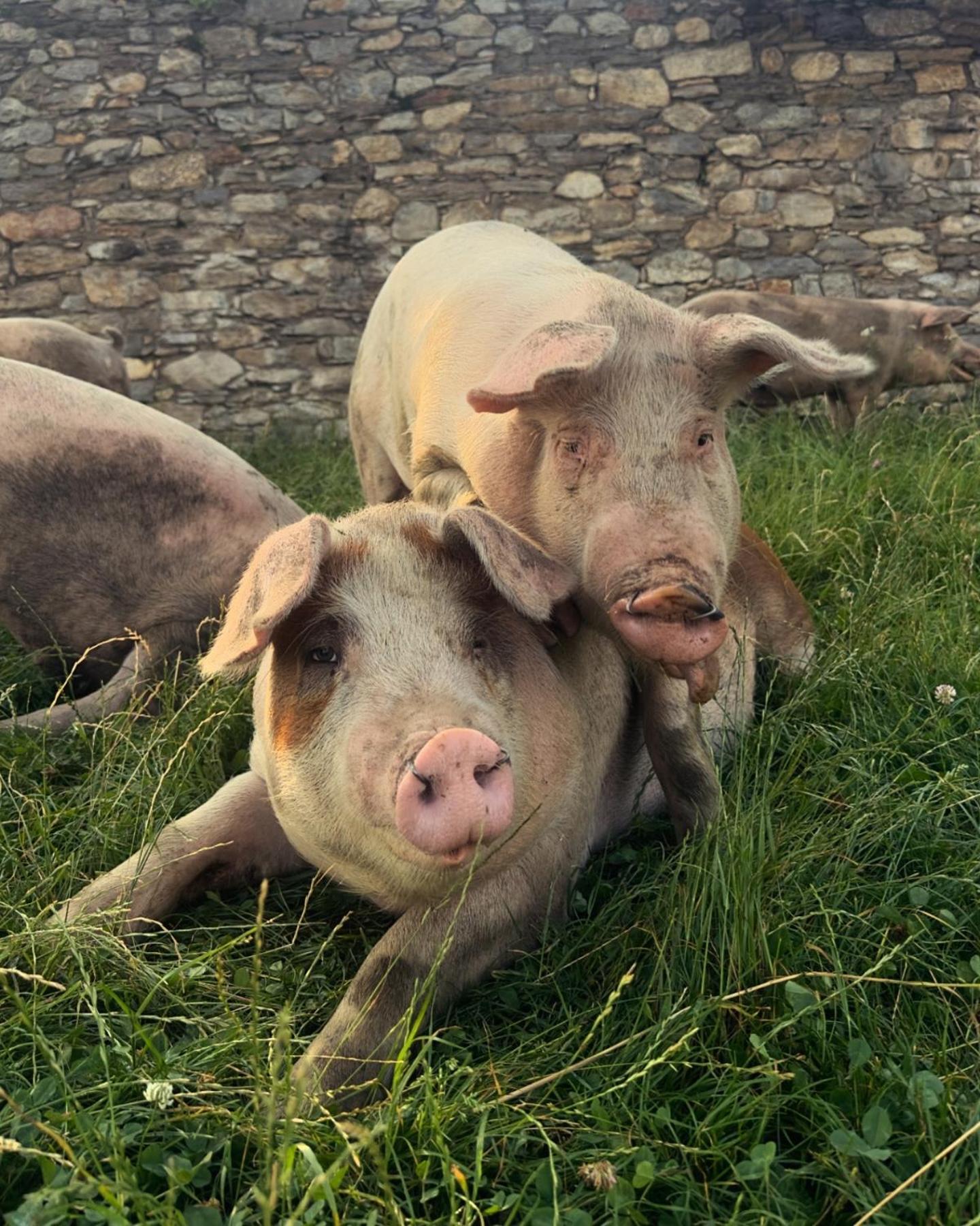Agriturismo Giacomino Gera Lario Buitenkant foto